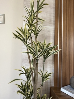 Dracena - 1.80m - comprar online