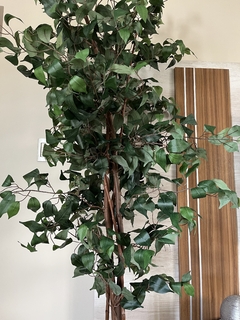 Ficus- 2.10m - comprar online