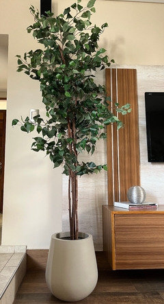 Ficus- 2.10m en internet