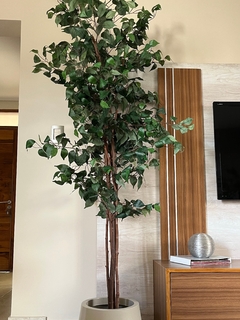 Ficus- 2.10m