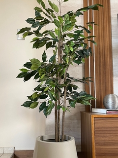 Árbol ficus - 1.50m