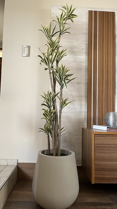 Dracena - 1.80m en internet