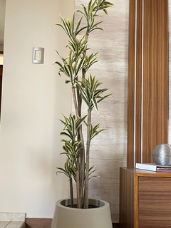 Dracena - 1.80m