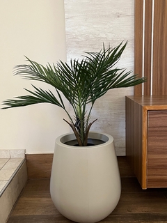 Palmera - 64cm