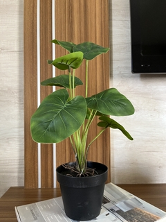 Plantín 40cm - comprar online