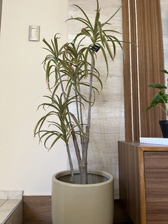 Dracena - 1.20m