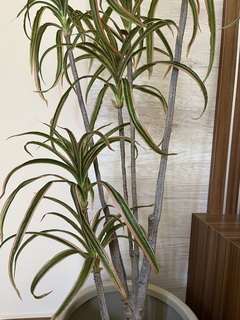 Dracena - 1.20m - comprar online