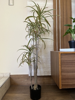 Dracena - 1.20m en internet