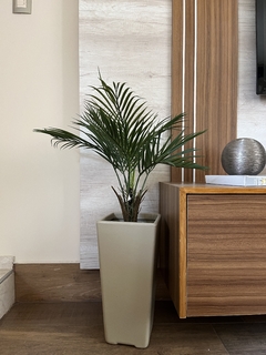 Combo palmera + maceta piramidal 45cm