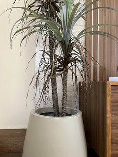 combo dracena + montecarlo 40 - comprar online