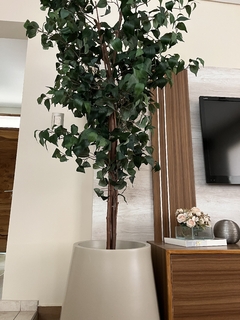 Combo árbol ficus 2.10m + maceta montecarlo 60cm - comprar online