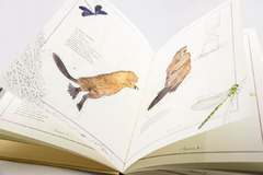 Inventario ilustrado de animales con cola. Virginie Aladjidi y Emmanuelle Tchouk - comprar online