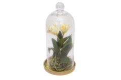 Vaso de Flores com Cupula de Vidro