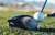 Driver Callaway Golf Paradym - comprar online