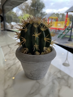 cactus en maceta de cemento - comprar online