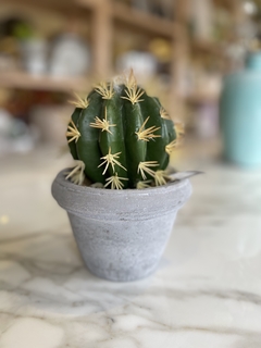 cactus en maceta de cemento