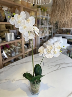 orquidea dovle vara en maceta de vidrio
