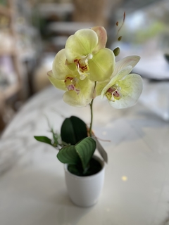 orquidea en macetita blanca