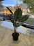 planta aglaonema 50 cm - comprar online