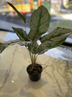 planta aglaonema 50 cm