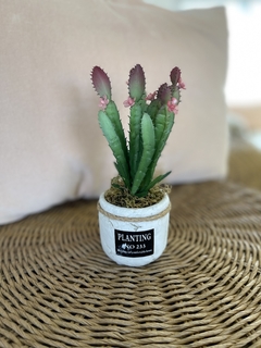 cactus con flor 20 cm