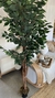 Arbol planta ficus - tienda online