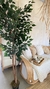 Arbol planta ficus - Felicitas Deco Boutique