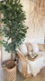 Arbol planta ficus