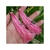 Tassel (Rosa Bebe/ Pink) - 2 unidades (cod 4036)