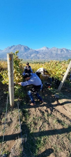 Merlot Pioneros FEST - Patagonian Wines