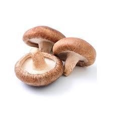 Cogumelo Shitake (1 BDJ)