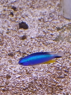 Pomacentrus alleni ( Damisela azul eléctrico)