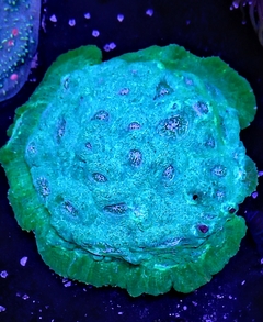 Echinophyllia sp. (Blue/Green Echino)
