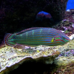 Halichoeres sp( Red stripes Wrasse)