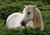 “Horses” Vinilo decorativo adhesivo  130x70 cm
