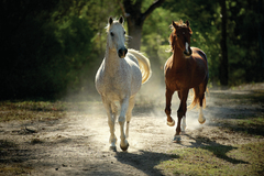 “Horses” Vinilo decorativo adhesivo 130x70 cm