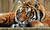 Vinilo Decorativo “Tigres” (100 x 70 cm)