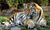 Vinilo Decorativo “Tigres” (100 x 70 cm)