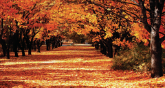 " Otoño " Vinilo- Mural Paisajes ( 130x70cm)