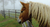 “Horses” Vinilo decorativo adhesivo  130x70 cm - comprar online