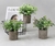 Clever Green | Planta con maceta 15x23cm - Wayka Deco