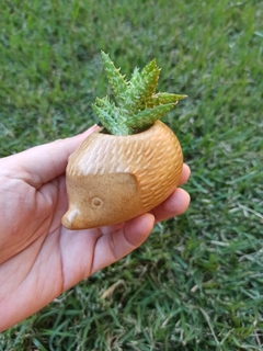 Mini vaso ouriço (hedgehog) - dourado