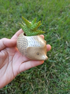 Mini vaso ouriço (hedgehog) - mishima