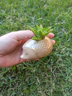 Mini vaso ouriço (hedgehog) - mishima - comprar online