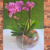 Arranjo com 2 mini orquideas pink mesclada