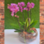 Arranjo com 2 mini orquideas pink mesclada - comprar online