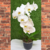 Arranjo orquídea branca Phalaenopsis natural - comprar online