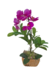 Arranjo com orquídeas pink vaso cerâmica na internet