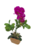 Arranjo com orquídeas pink vaso cerâmica - comprar online