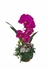Arranjo de orquídeas pink no vaso de vime na internet